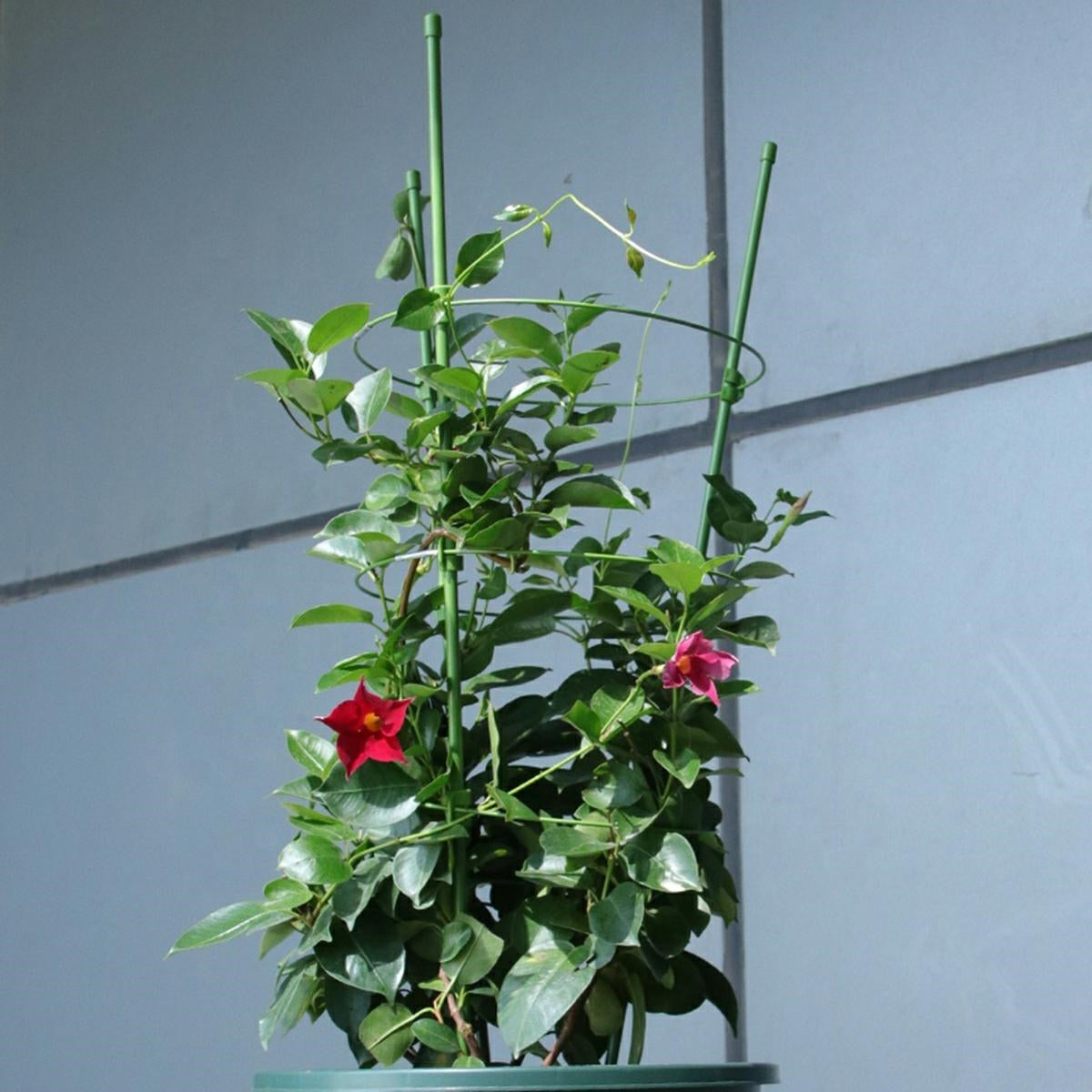 Žiedinė atrama augalams